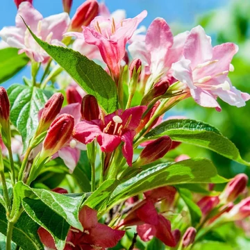 Weigela florida Rosea -  Rózsalonc