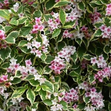 Weigela florida Variegata -  Tarka levelű rózsalonc