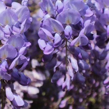 Wisteria macrostachya Blue Moon - Lilaakác