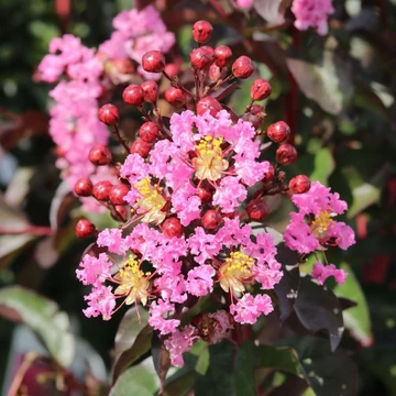 Lagerstroemia indica Rhapsody in Pink - Kínai selyemmirtusz
