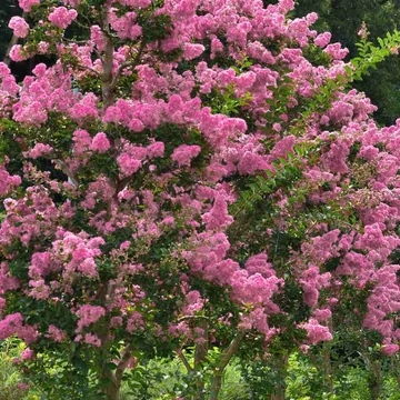 Lagerstroemia indica Rosea - Kínai selyemmirtusz