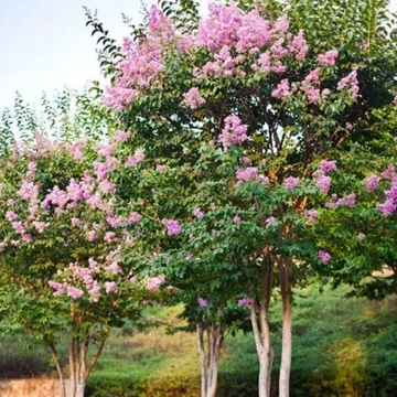 Lagerstroemia indica Rosea - Kínai selyemmirtusz fa