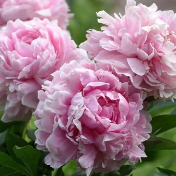 Paeonia lactiflora Sarah Bernhardt – Lágyszárú bazsarózsa, Peónia