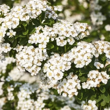 Spiraea nipponica Halward Silver – Nipponi gyöngyvessző