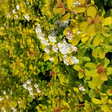 Spiraea betulifolia Tor Gold – Nyírlevelű gyöngyvessző