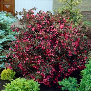 Weigela florida Alexandra – Rózsalonc