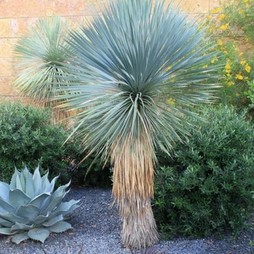Yucca rostrata -  Csőrös pálmaliliom 