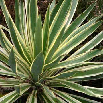 Yucca Gloriosa Variegata - Tarkalevelű Pompás jukka
