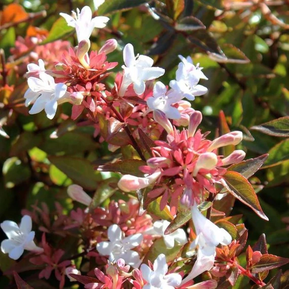 Abelia grandiflora Compacta – Törpe nagyvirágú tárnicslonc
