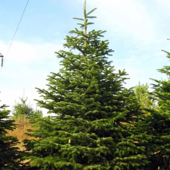 Abies nordmanniana - Kaukázusi jegenyefenyő