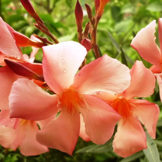 Nerium oleander Albicocca- Barack virágú leander