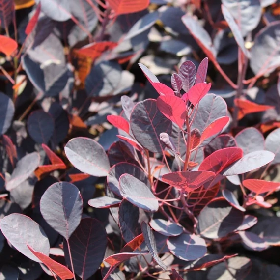 Cotinus coggygria Lilla - Vörös lombú törpe cserszömörce