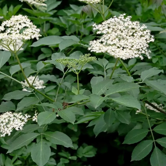 Sambucus nigra – Fekete bodza