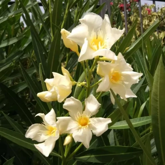 Nerium oleander Giallo - Sárga virágú leander