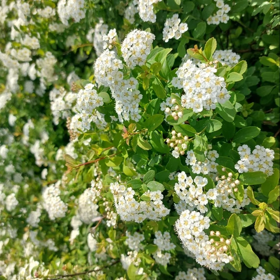 Spiraea nipponica Halward Silver – Nipponi gyöngyvessző