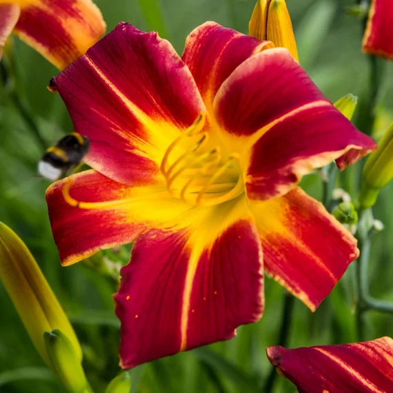 Hemerocallis EveryDaylily Red ribs – Sásliliom