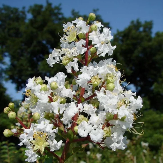 Lagerstroemia indica Nivea - Kínai selyemmirtusz