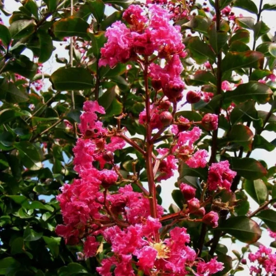 Lagerstroemia indica Rubra – kínai selyemmirtusz