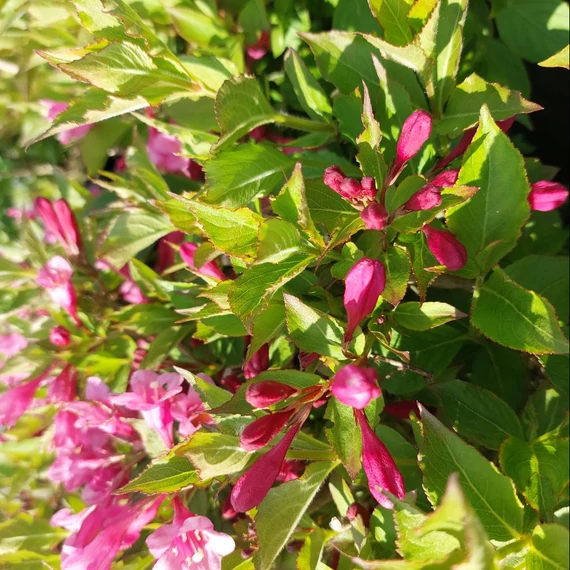 Weigela florida Minuet – Rózsalonc