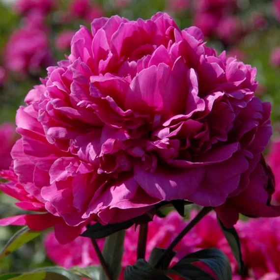 Paeonia lactiflora Felix Crousse – Lágyszárú bazsarózsa, Peónia