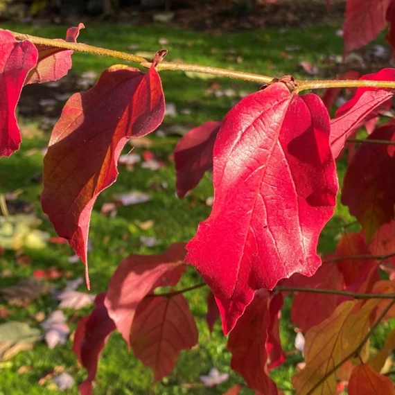 Parrotia persica Október - Október perzsafa