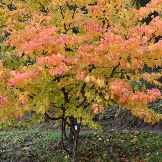 Parrotia persica Bella – Perzsa varázsfa