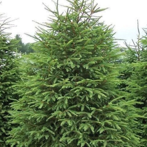 Picea abies – Lucfenyő