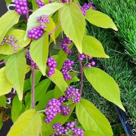 Callicarpa bodinieri Profusion - Kínai lilabogyó