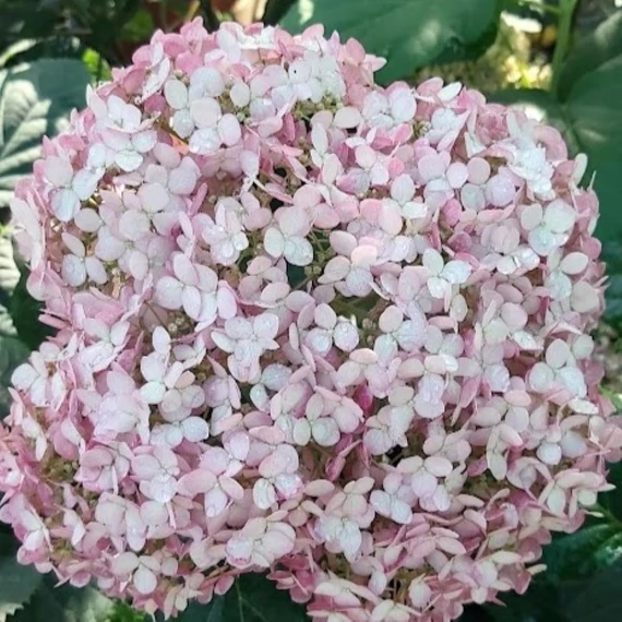Hydrangea arborescens Pink Annabelle - Cserjés hortenzia