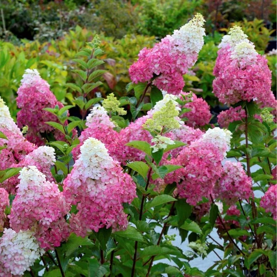 Hydrangea paniculata Fraise Melba - Bugás hortenzia