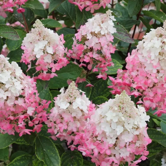 Hydrangea paniculata Pinky Winky - Bugás hortenzia
