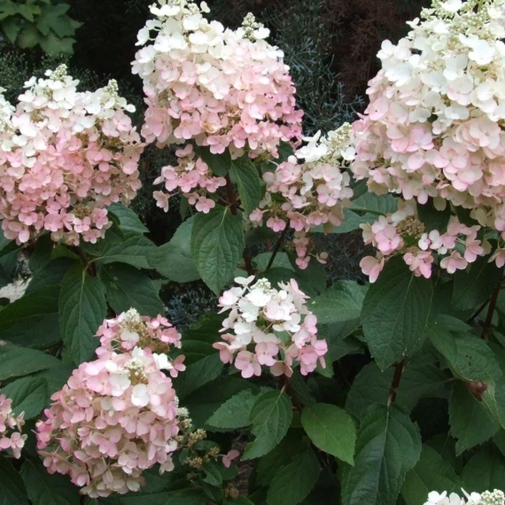 Hydrangea paniculata Pinky Winky - Bugás hortenzia