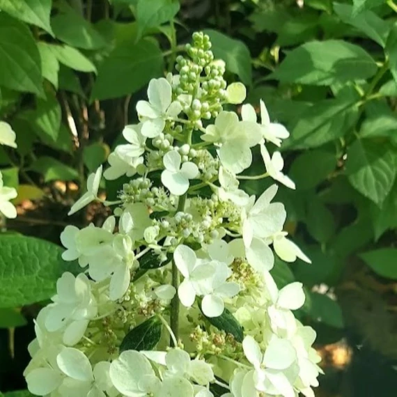 Hydrangea paniculata Pinky Winky - Bugás hortenzia