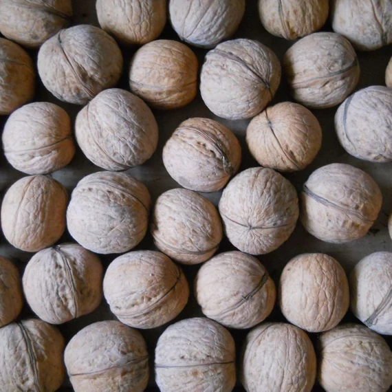 Juglans regia Milotai 10 - Milotai 10 dió