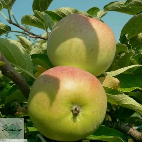 Malus domestica Batul - Batul alma
