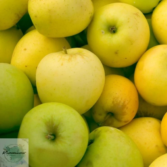 Malus domestica Golden Delicious Reinders - Golden Delicious Reinders alma