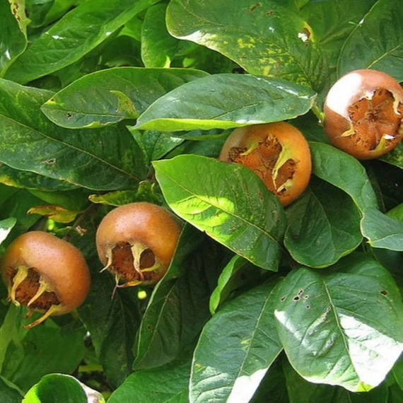 Mespilus germanica Holland óriás - Holland óriás naspolya