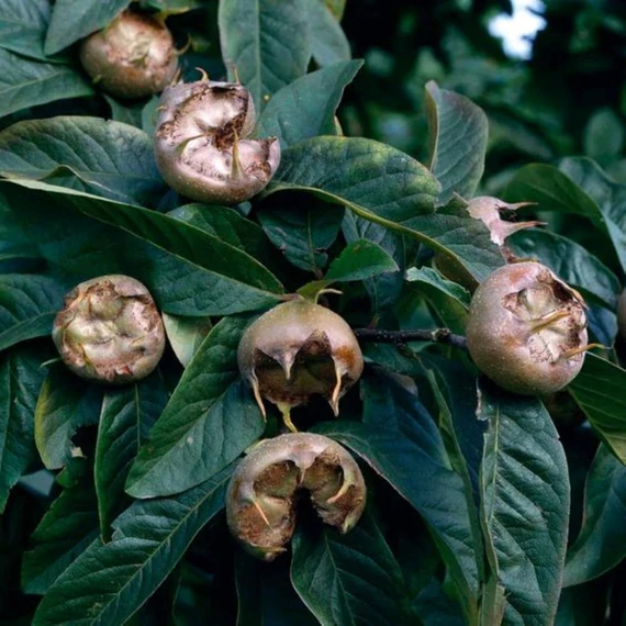 Mespilus germanica Nottingham - Nottingham naspolya