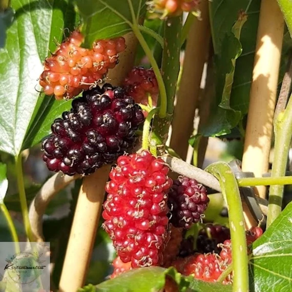 Morus alba Milanowek -  Fekete termésű eperfa, bokorfa