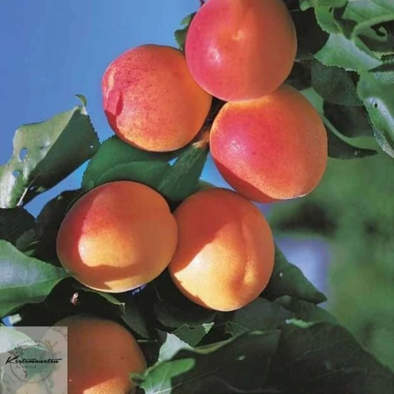 Prunus armeniaca Bergeron - Bergeron kajszibarack