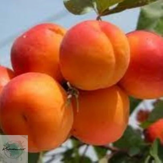 Prunus armeniaca Ceglédi bíbor - Ceglédi bíbor kajszibarack