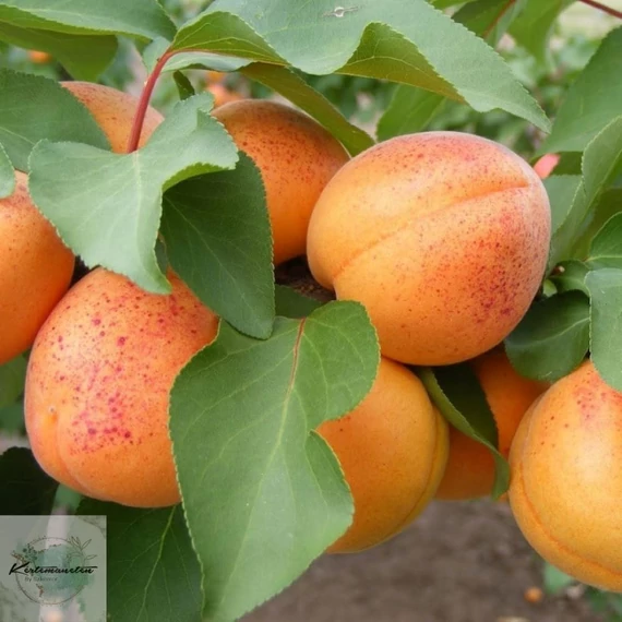 Prunus armeniaca Gönci magyar - Gönci magyar kajszibarack