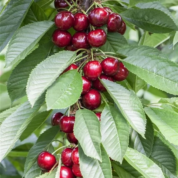 Prunus avium Karina -  Karina cseresznye