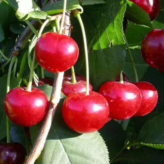 Prunus cerasus Érdi bőtermő - Érdi bőtermő meggy