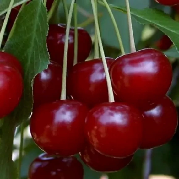 Prunus cerasus Érdi nagygyümölcsű - Érdi nagygyümölcsű meggy
