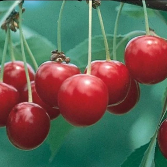 Prunus cerasus Kántorjánosi 3 - Kántorjánosi meggy