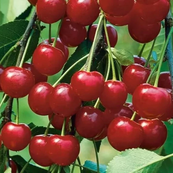 Prunus cerasus Meteor - Meteor meggy