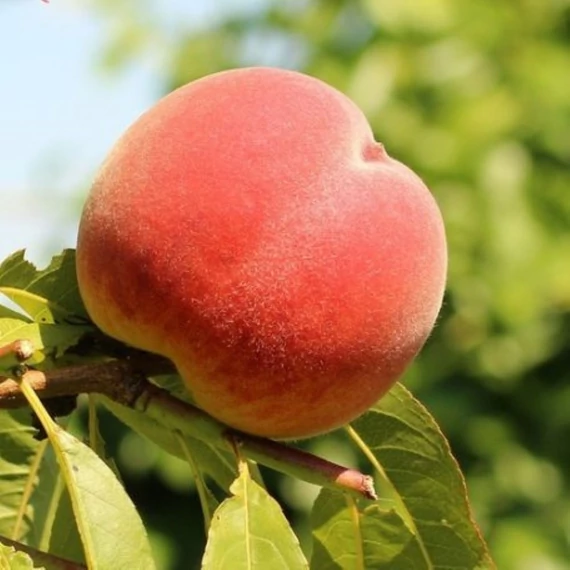 Prunus persica Incrocio Pieri - Incrocio Pieri őszibarack