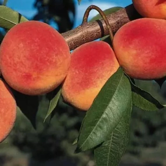 Prunus persica Redhaven - Redhaven őszibarack
