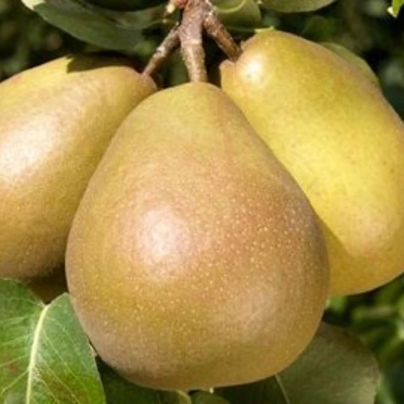 Pyrus communis Hardy  - Hardy vajkörte